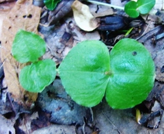 Neottia smallii
