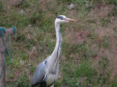 Ardea cinerea
