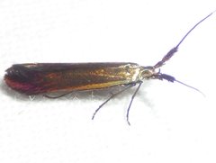Coleophora mayrella