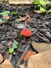 Amanita parcivolvata