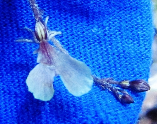 Image of Neottia smallii by no rights reserved