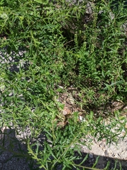 Pieris rapae