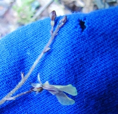 Neottia smallii