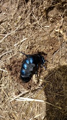 Meloe proscarabaeus