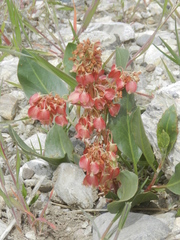 Rumex venosus