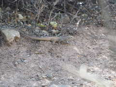 Aspidoscelis tigris tigris