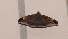 Pindara illibata
