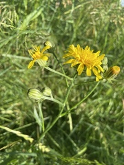Crepis biennis