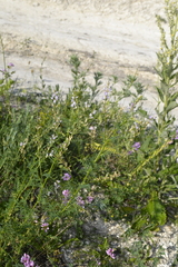 Astragalus sulcatus