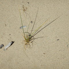 Carex sabulosa
