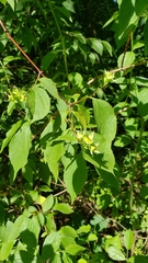 Philadelphus inodorus