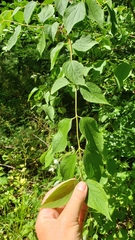 Philadelphus inodorus