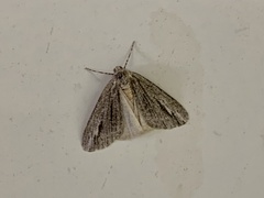 Carphoides incopriarius