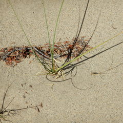 Carex sabulosa