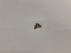 Carphoides incopriarius