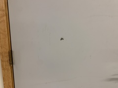 Carphoides incopriarius