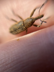 Lixus punctiventris