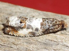 Notocelia rosaecolana