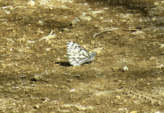 Pontia sisymbrii