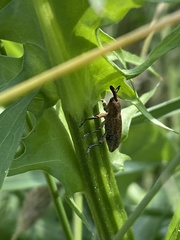 Lixus punctiventris