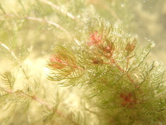 Myriophyllum sibiricum
