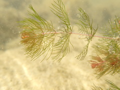 Myriophyllum sibiricum