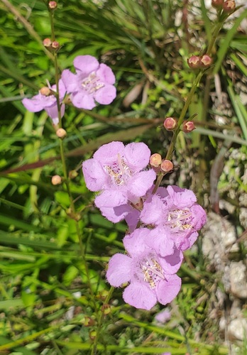 Coastal plain false foxglove (Agalinis harperi)