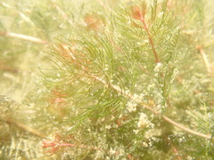 Myriophyllum sibiricum