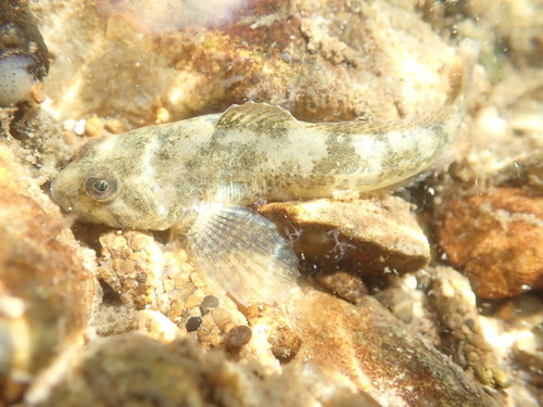 Chabot Bullhead, photo 2 of 10