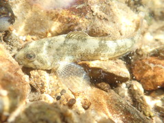 Cottus perifretum