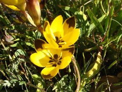 Hesperantha vaginata