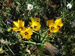 Hesperantha vaginata