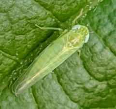 Cigarrinha (Empoasca spp.)