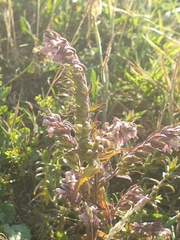 Odontites vulgaris