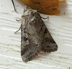 Lacinipolia lustralis