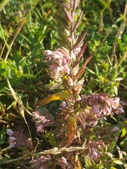 Odontites vulgaris