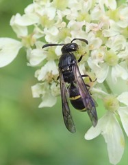 Symmorphus bifasciatus