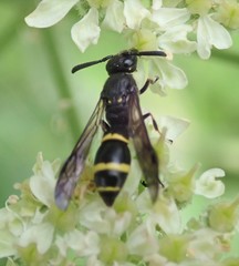 Symmorphus bifasciatus