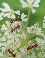 Myrmica rubra