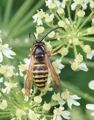 Dolichovespula norwegica