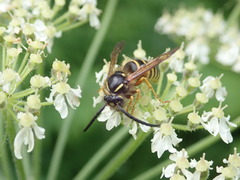Dolichovespula norwegica