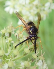 Dolichovespula norwegica