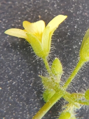 Oxalis stricta