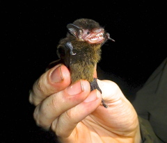 Eptesicus brasiliensis