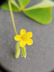 Oxalis stricta