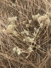 Eryngium vaseyi