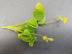 Oxalis stricta