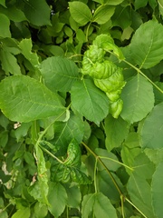 Prociphilus fraxinifolii