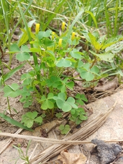 Oxalis stricta