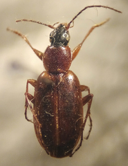 Agonum lutulentum